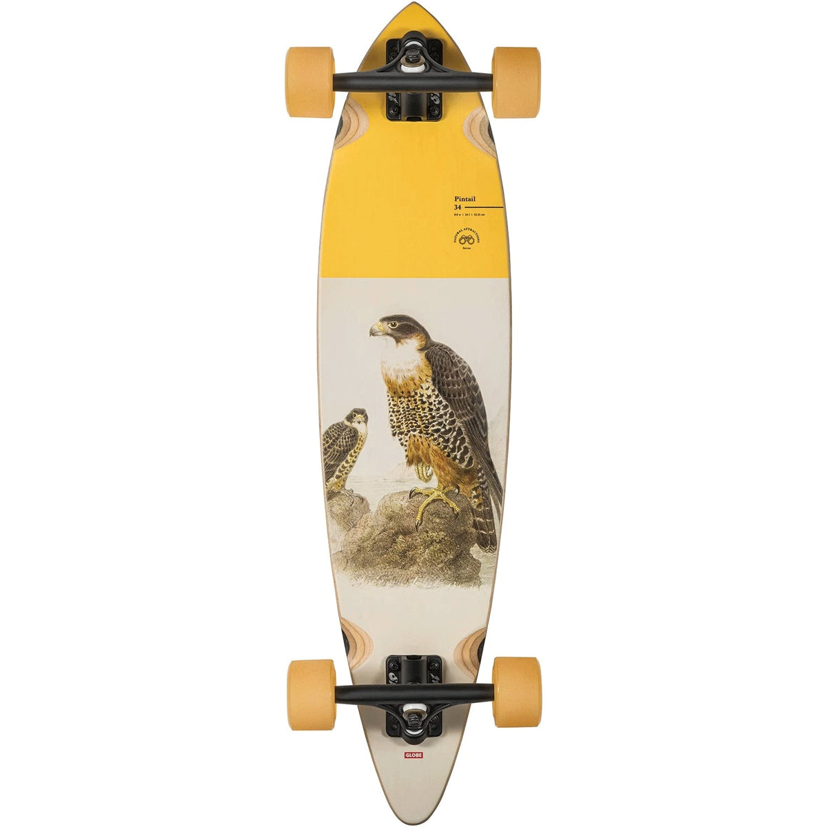Globe Longboard Pintail 34 Falcon 8.5" x 34"
